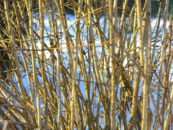 Minces Troncs Buissons Sur Fond Neige Sous Les Rayons Soleil — Photo