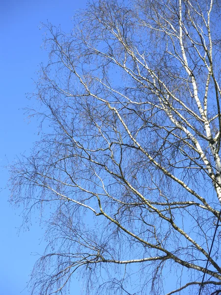 Birch Branches Winter Blue Sky — 图库照片