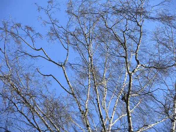 Ramos Bétula Contra Céu Azul Inverno — Fotografia de Stock