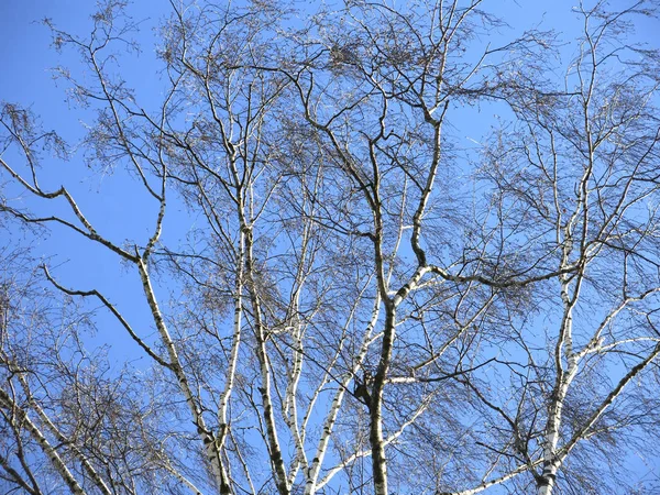 Ramos Bétula Contra Céu Azul Inverno — Fotografia de Stock