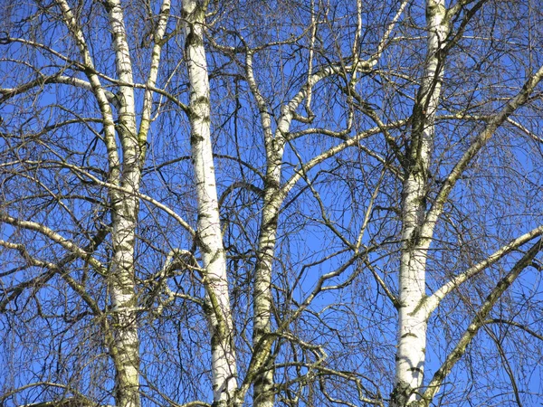 Troncos Vidoeiros Brancos Contra Céu Azul Inverno — Fotografia de Stock