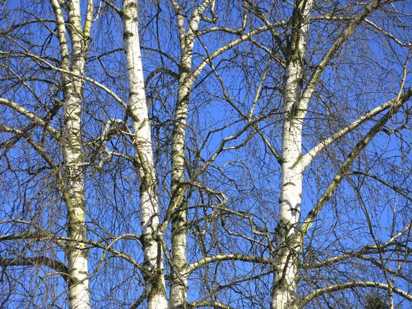 Stammen Van Witte Berken Tegen Blauwe Lucht Winter — Stockfoto