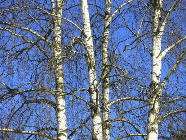 Troncos Vidoeiros Brancos Contra Céu Azul Inverno — Fotografia de Stock