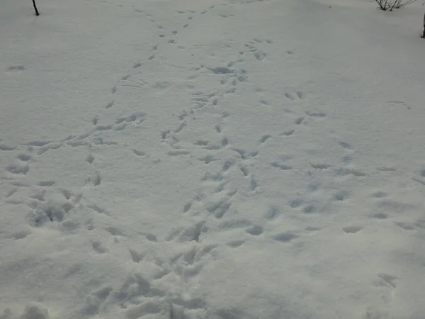 Пташині Доріжки Білому Снігу — стокове фото
