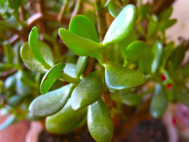 Servet ağacı, Sidretül Münteha yanında.