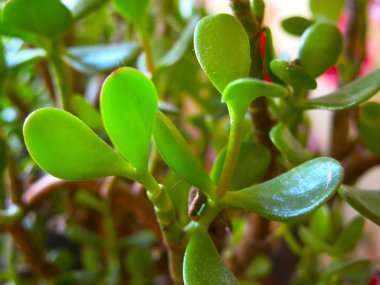 Servet ağacı, Sidretül Münteha yanında.