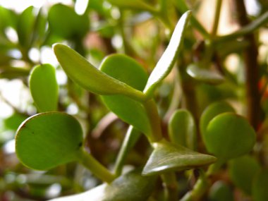 Servet ağacı, Sidretül Münteha yanında.