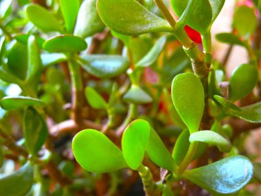 Servet ağacı, Sidretül Münteha yanında.