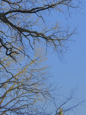 Yaprakları olmayan ağaçların dalları mavi gökyüzüne karşı