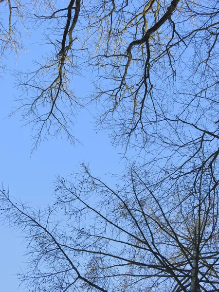 Ramos Árvores Sem Folhas Contra Céu Azul — Fotografia de Stock