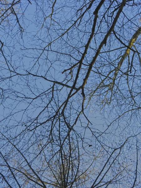 Ramos Árvores Sem Folhas Contra Céu Azul — Fotografia de Stock