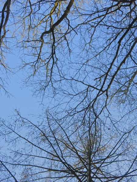 Ramos Árvores Sem Folhas Contra Céu Azul — Fotografia de Stock