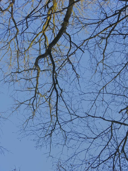 青い空に葉のない木の枝 — ストック写真