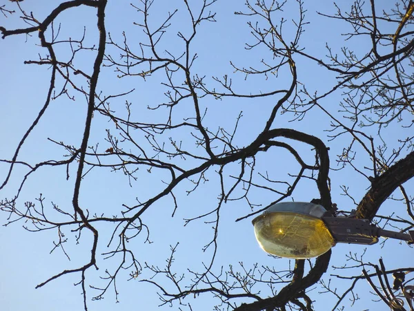 Ramos Árvores Sem Folhas Contra Céu Azul — Fotografia de Stock