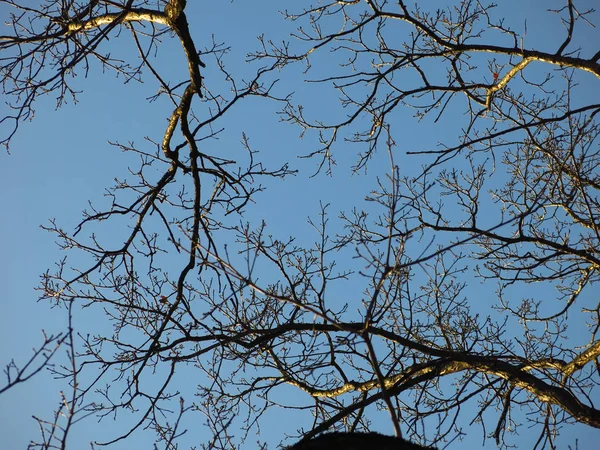 Ramos Árvores Sem Folhas Contra Céu Azul — Fotografia de Stock