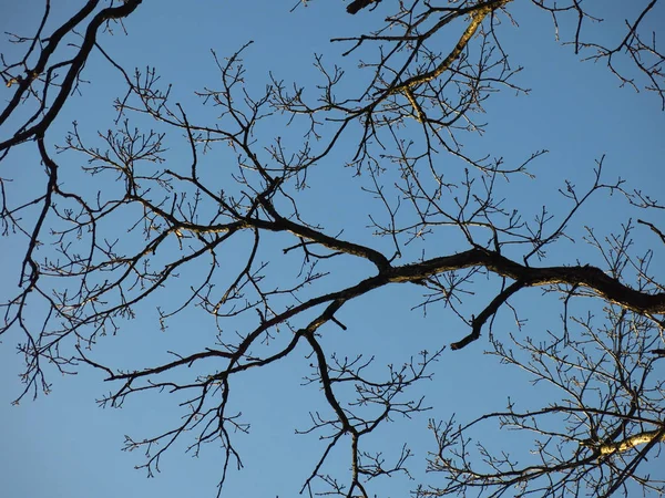 Grenar Träd Utan Blad Mot Den Blå Himlen — Stockfoto