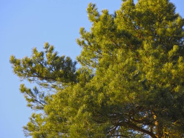 Mavi gökyüzüne karşı kabarık bir çam ağacının dalları