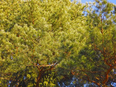 Mavi gökyüzüne karşı kabarık bir çam ağacının dalları