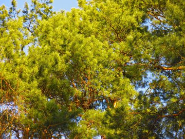 Mavi gökyüzüne karşı kabarık bir çam ağacının dalları