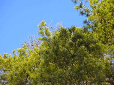 Mavi gökyüzüne karşı kabarık bir çam ağacının dalları