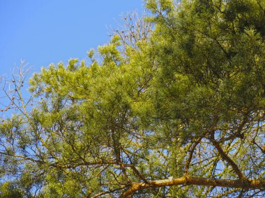 Mavi gökyüzüne karşı kabarık bir çam ağacının dalları