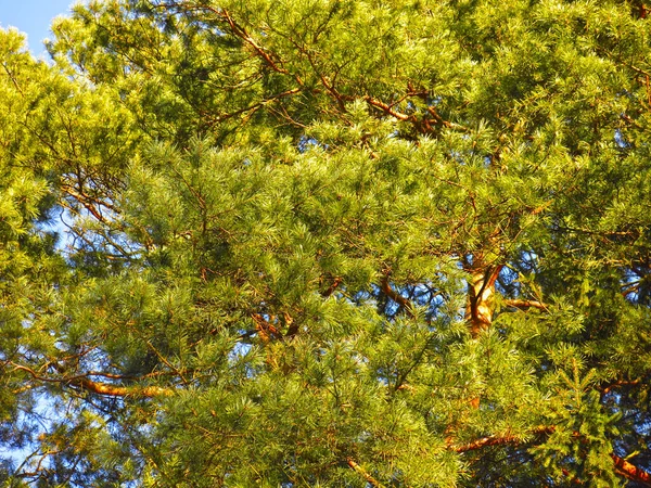 하늘을 배경으로 소나무 가지들 — 스톡 사진