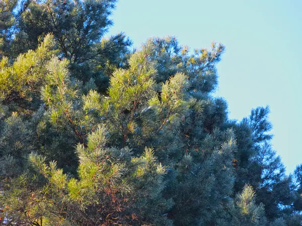 Takken Van Een Pluizige Dennenboom Tegen Blauwe Lucht — Stockfoto