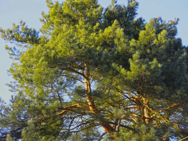 青い空に向かってふわふわの松の枝が — ストック写真