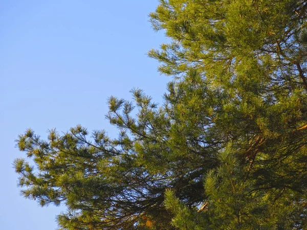 青い空に向かってふわふわの松の枝が — ストック写真