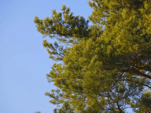 하늘을 배경으로 소나무 가지들 — 스톡 사진