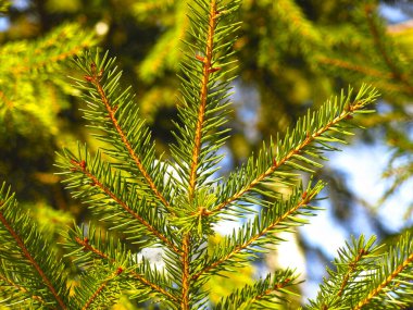 Yeşil ladin dalları, çam iğneleriyle yakın plan