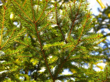 Yeşil ladin dalları, çam iğneleriyle yakın plan