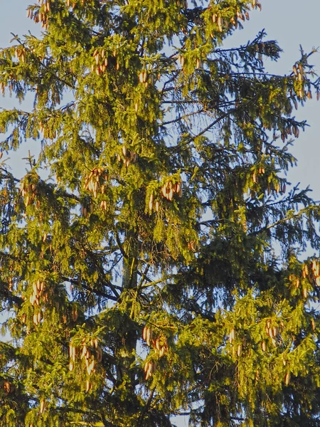 Grote Groene Dennenboom Met Hangende Kegels Tegen Een Blauwe Lucht — Stockfoto