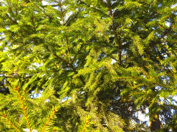 Green Spruce Branches Close Pine Needles — Stock Photo, Image