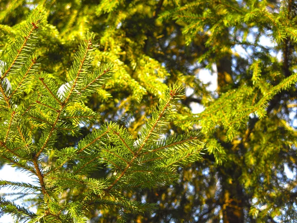 绿云杉分枝与松针的特写 — 图库照片