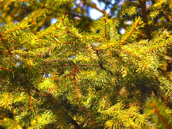 Branches Épinette Verte Gros Plan Avec Aiguilles Pin — Photo