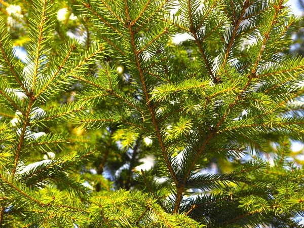 Branches Épinette Verte Gros Plan Avec Aiguilles Pin — Photo