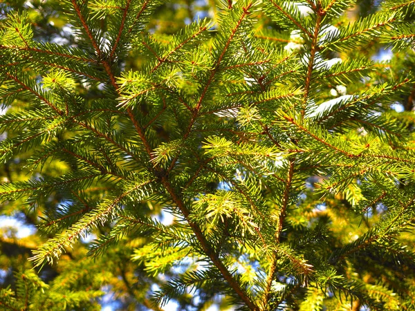 松の針で緑のスプルースの枝をクローズアップ — ストック写真