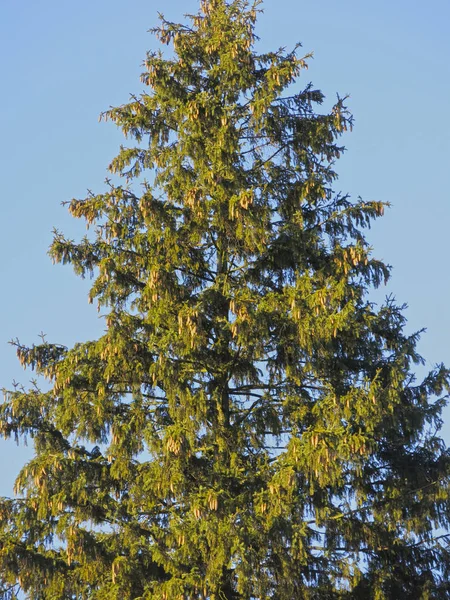 大きな緑のモミの木が青い空に吊るされ — ストック写真