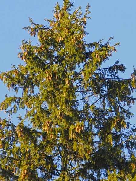 Stora Gröna Gran Träd Med Hängande Kottar Mot Blå Himmel — Stockfoto