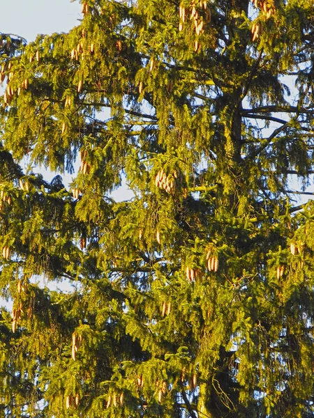 Grote Groene Dennenboom Met Hangende Kegels Tegen Een Blauwe Lucht — Stockfoto
