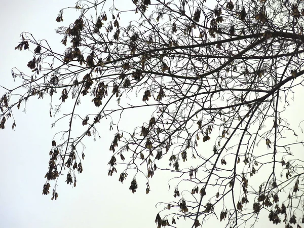 冬に空に向かって白樺の枝が — ストック写真