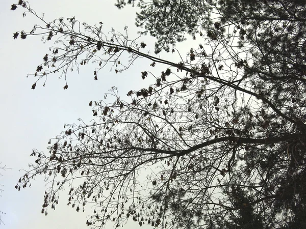 冬に空に向かって白樺の枝が — ストック写真