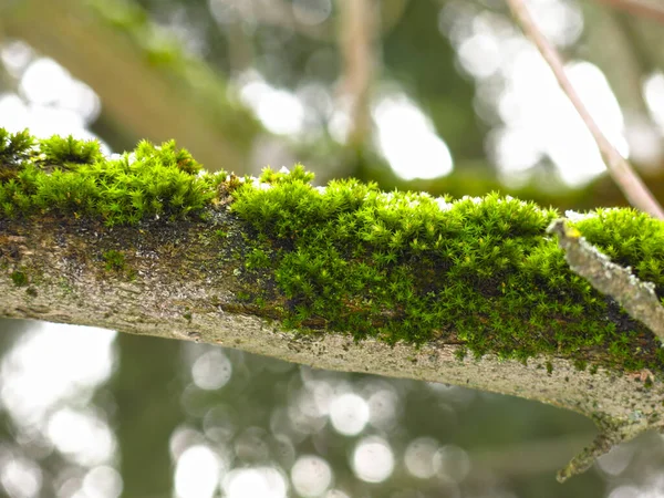 Musgo Verde Fofo Galho Árvore — Fotografia de Stock