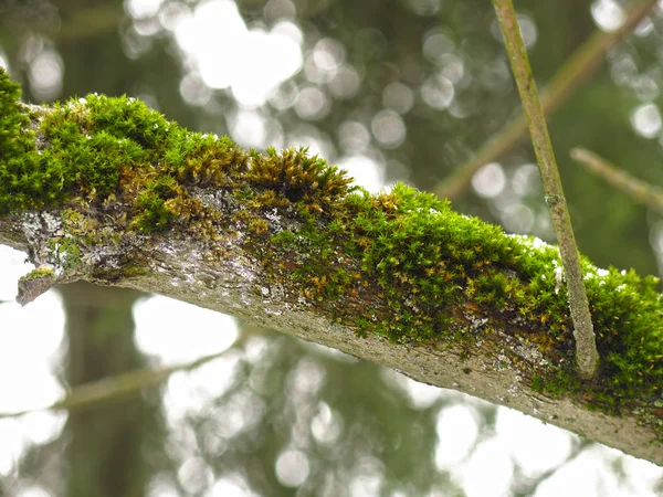 Mousse Verte Pelucheuse Sur Une Branche Arbre — Photo