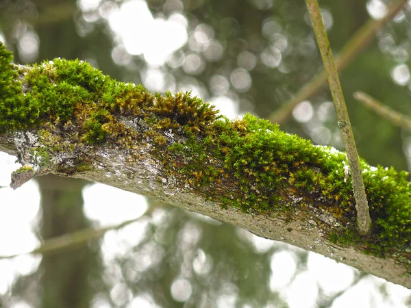 Musgo Verde Esponjoso Una Rama Árbol — Foto de Stock