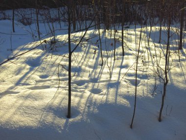 Kışın ormandaki çalılar, genç ağaçların kökleri