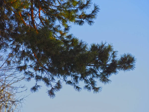 Dennentak Tegen Blauwe Lucht Stralen Van Ondergaande Zon — Stockfoto