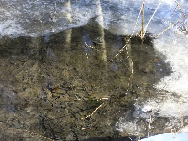 Reflexión Los Árboles Agua Que Fluye Fuera Tubería Zanja Primavera — Foto de Stock