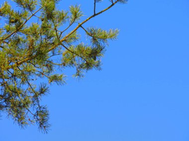 Mavi gökyüzüne karşı kabarık bir çam ağacının dalı